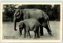 4000 Basel Bâle - Zoologischer Garten Elefant