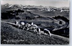 8340 Bachtel - Bachtelalm Schafe