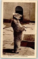 8135 Langnau am Albis 1931 - Bär Wildpartk Langenberg Bärengraben