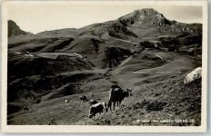 Weisshorn Arosa - Kühe