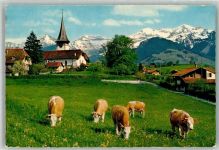 3703 Aeschi b. Spiez 1962 Foto AK Kirche Kühe