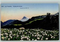 Les Pléiades - Champ de crocus Dent de Lys Abendrot