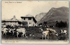 Le Plâne - Moleson Kuhherde