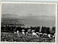 9035 Grub AR - Kuhherde