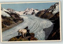 Eggishorn - Eiger Kamm Ziegen