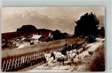 1854 Leysin Foto AK Ziege
