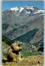 3906 Saas-Fee Gebrauchsspuren Murmeltier der Wächter von Saas Fee Fletschhorn Laquinhorn