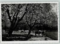 1196 Gland - Kuhweide