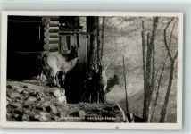 Harder - Alpenwildpark Gemsen