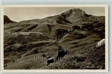 Weisshorn Arosa - Kühe