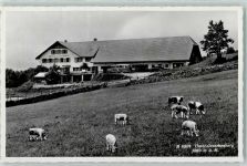 Untergrenchenberg - Kühe