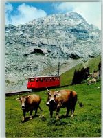 6053 Alpnachstad - Pilatus Eselwand steilste Zahnradbahn der Welt Kühe