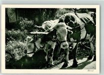 7220 Schiers - Kühe am Karren Rast