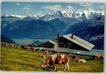 Niederhorn - Berghaus Kuhherde Berneralpen