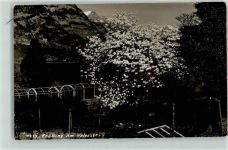 8874 Mühlehorn - Frühling am Wallensee Ort handschriftlich