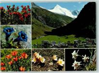7563 Samnaun Dorf - Muttler Enzian Edelweiss
