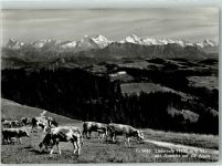 Lüderenalp - Alpenkette Kuhherde