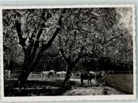 1196 Gland - Kuhweide