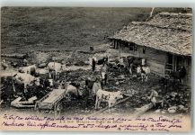 1875 Morgins 1905 - Chalet de Sasset Kühe