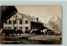 Grosse Scheidegg - Kühe