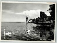 8592 Uttwil 1958 Foto AK Uferpartie Schwäne