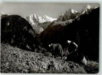 7610 Soglio - Kartoffelernte