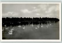 9423 Altenrhein Foto AK Schwanenkolonie bodensee