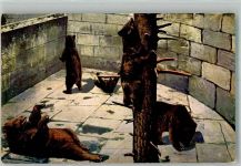 3000 Bern Berne 1914 Künstlerkarte Bären bei unterschiedlichen Beschäftigungen