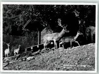 8374 Dussnang Foto AK Kurhaus Hirschpark Untersee Foto Gross
