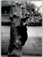 3000 Bern Berne Foto AK Bären Foto Bärtschi