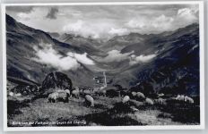 Furka - Schäfer mit Herde