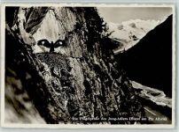 Piz Albris - Flgelprobe des Jung-Adlers Horst