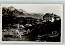 Grosse Scheidegg - Ortsansicht Kühe