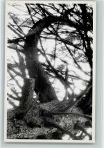 8494 Bauma - Baumaufnahme