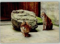 8135 Langnau am Albis - Wildpark Langenberg Luchse