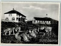 Hundwiler Höhe Foto AK Gasthaus Kühe Hüttenstempel