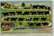 1911 Prägedruck Heimkehr von der Alp Sentum Kühe Schweine Bauer Bauernhaus
