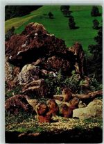 8135 Langnau am Albis - Wildpark Langenberg Murmeltiere