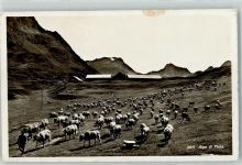 Piora Gebrauchsspuren Kuhherde auf der Alp