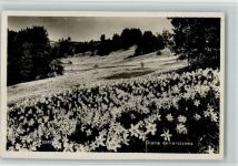 Foto AK Champ de narcisses AK Edition Perrochet-Matile 13249