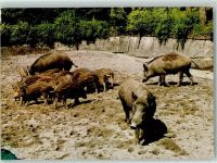 8135 Langnau am Albis - Wildpark Langenberg Wildschweine