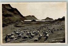 Piora - Alpe di Piora Kuhherde