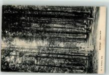 3624 Goldiwil Thun - Sous bois