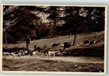 Ziegenherde auf der Weide