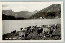 Lago Ritom - Kühe am See