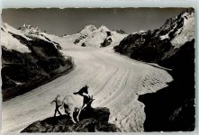 Eggishorn - Jungfrau Mönch Eiger Grosser Aletschgletscher Ziegen