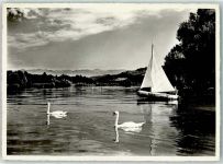 9423 Altenrhein - Segelschiff Schwäne