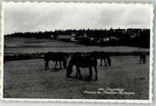 2350 Saignelégier 1954 Foto AK