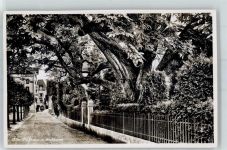 6375 Beckenried - Alter Nussbaum