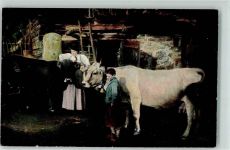 Rinder Kühe im Stall AK